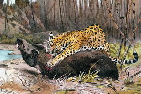 Jaguar, plate from Brehms Tierleben: Allgemeine Kunde des Tierreichs, vol.1, p.494, published by Bib