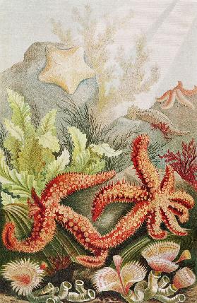 Starfish, plate from Brehms Tierleben: Allgemeine Kunde des Tierreichs, vol.10, p.528, published by