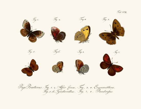 Butterflies od German School, (18th century)