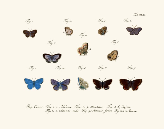 Butterflies od German School, (18th century)