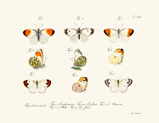 Butterflies od German School, (18th century)