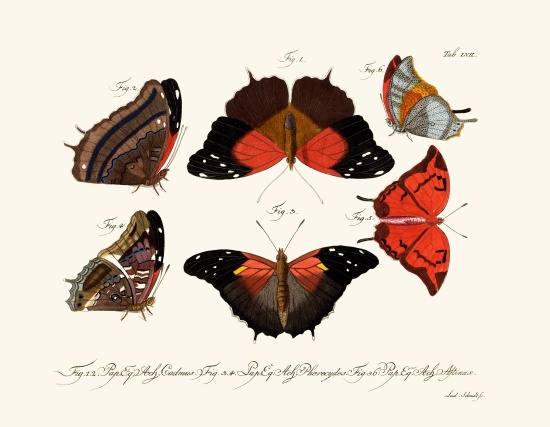 Butterflies od German School, (18th century)