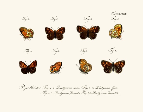 Butterflies od German School, (18th century)