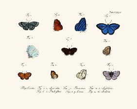 Butterflies