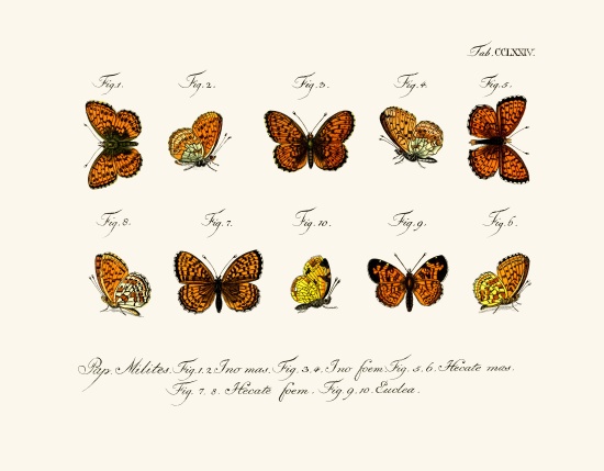 Butterflies od German School, (18th century)