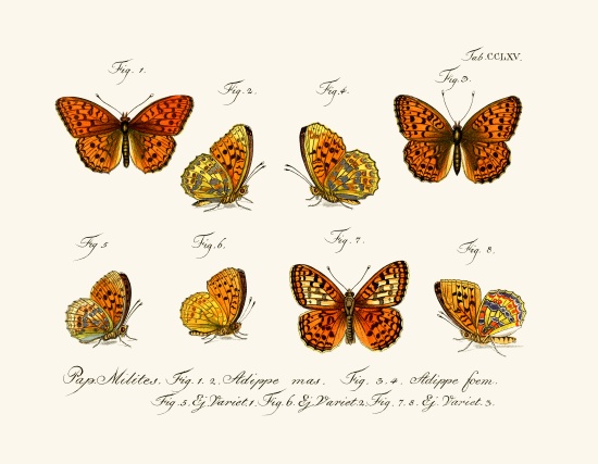 Butterflies od German School, (18th century)