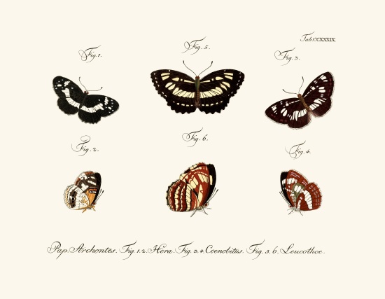 Butterflies od German School, (18th century)