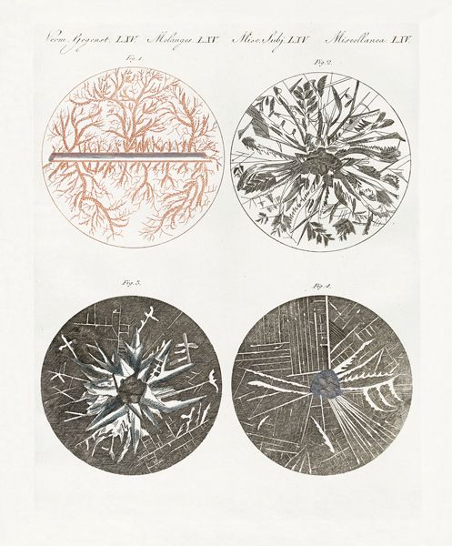 Microscopic view of the crystallization of metal od German School, (19th century)