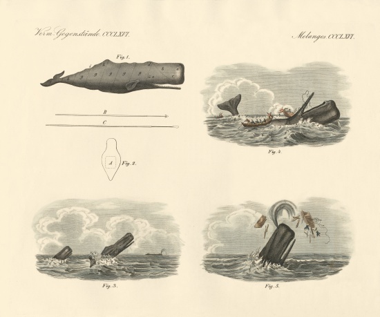 About the way of living and the capture of the large-headed trumpet whale or cachalot od German School, (19th century)
