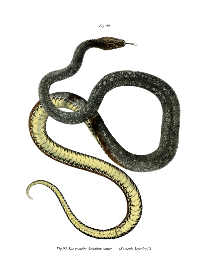 Aesculapean Snake od German School, (19th century)