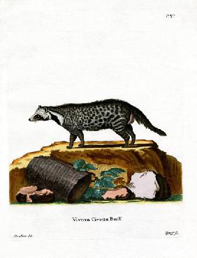 African Civet