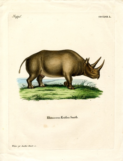 African Rhinoceros od German School, (19th century)