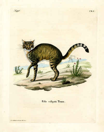 African Wildcat od German School, (19th century)
