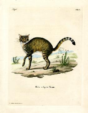 African Wildcat