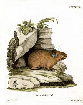 Alpine Pika