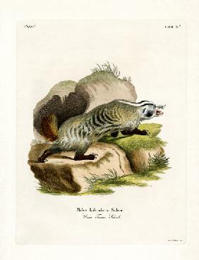 American Badger