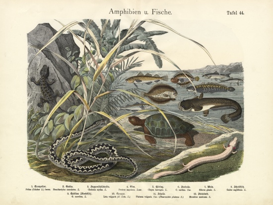 Amphibians and Fishes, c.1860 od German School, (19th century)