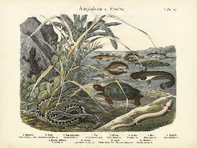 Amphibians and Fishes, c.1860