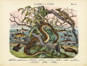 Amphibians and Fishes, c.1860