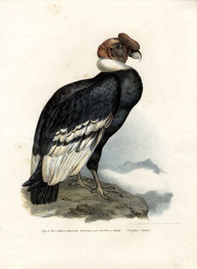 Andean Condor od German School, (19th century)