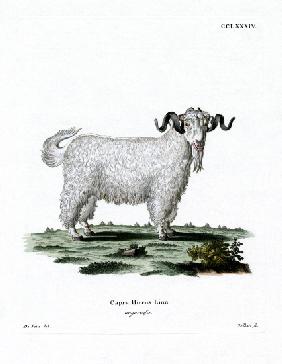 Angora Goat