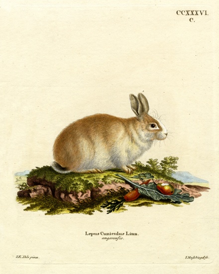 Angora Rabbit od German School, (19th century)