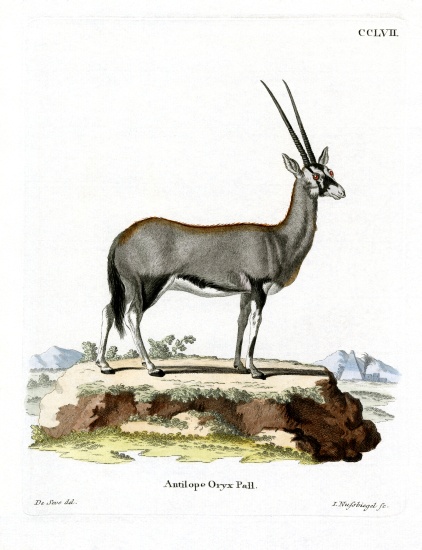 Arabian Oryx od German School, (19th century)