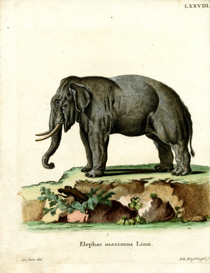 Asiatic Elephant od German School, (19th century)