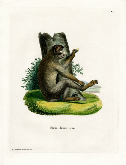 Barbary Ape od German School, (19th century)
