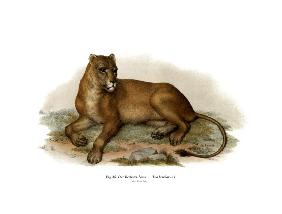 Barbary Lion