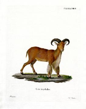 Barbary Sheep