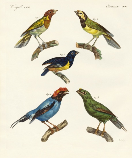 Beautiful foreign birds od German School, (19th century)