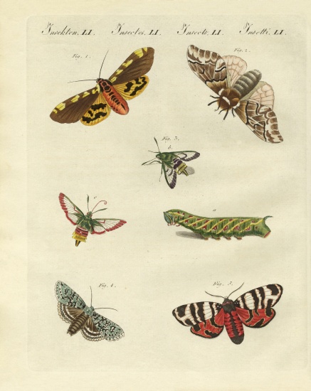 Beautiful German night butterflies od German School, (19th century)