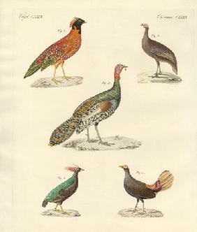 Beautiful hen-like birds