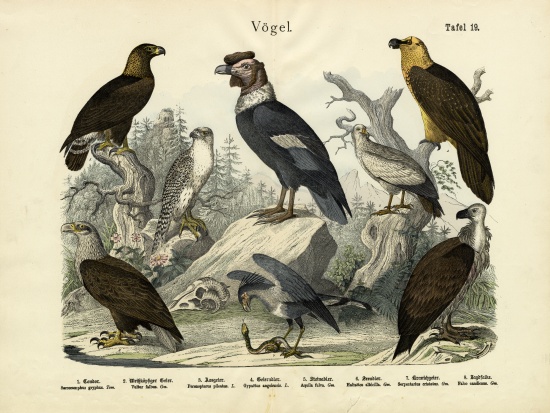 Birds, c.1860 od German School, (19th century)