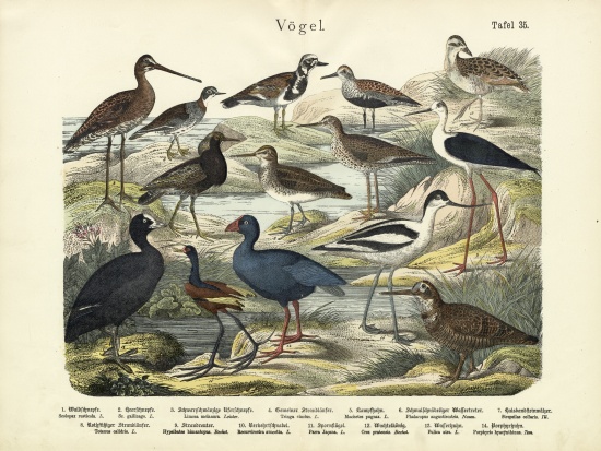 Birds, c.1860 od German School, (19th century)