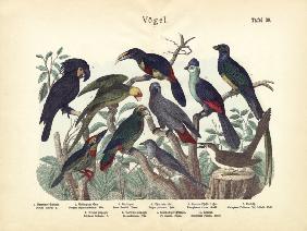 Birds, c.1860