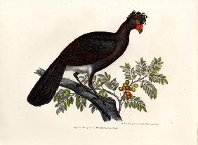 Black Curassow