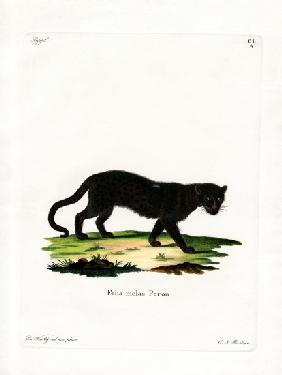 Black Leopard