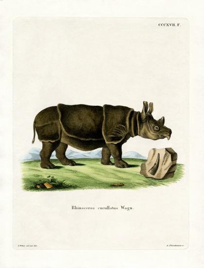 Black Rhinoceros od German School, (19th century)
