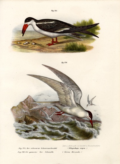 Black Skimmer od German School, (19th century)