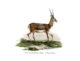 Blackbuck