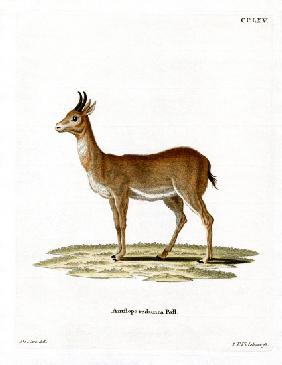 Bohor Reedbuck