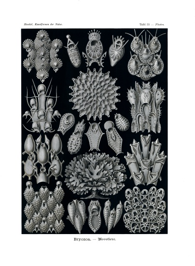 Bryozoa od German School, (19th century)