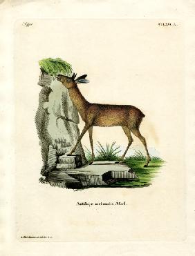 Cape Grysbok