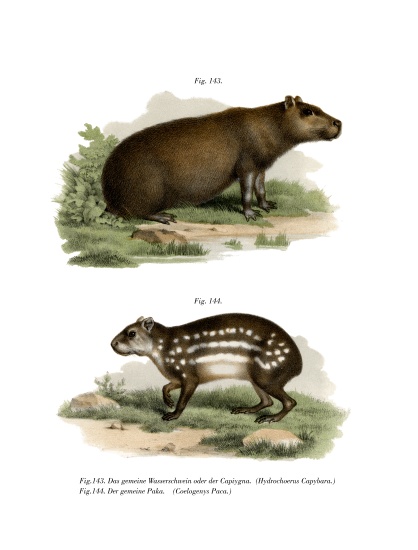 Capybara od German School, (19th century)