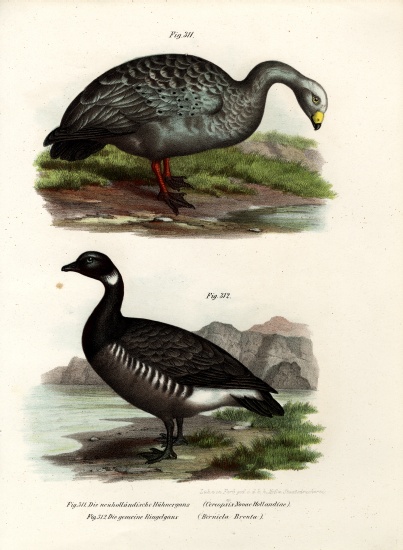 Cereopsis Goose od German School, (19th century)