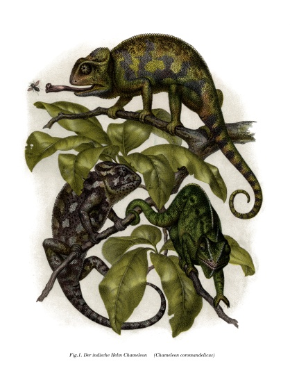 Chameleon od German School, (19th century)