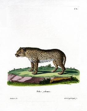 Cheetah