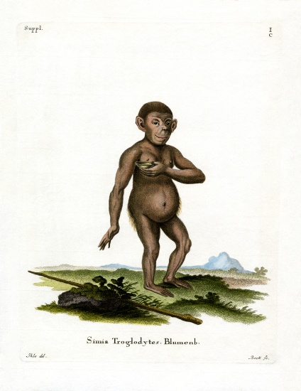 Chimpanzee od German School, (19th century)